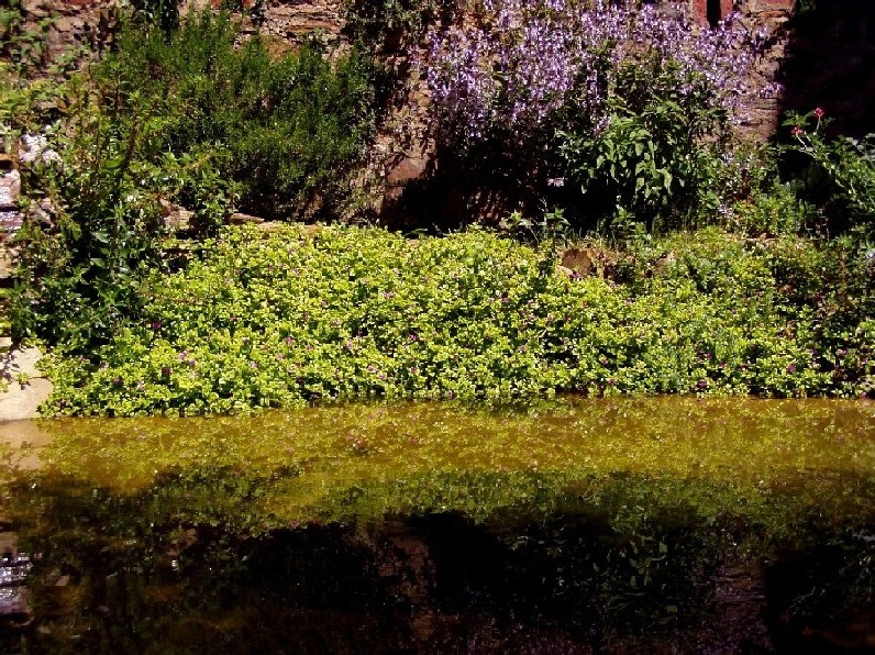 Il Laghetto del Centro di Entomologia - Piombino (LI)